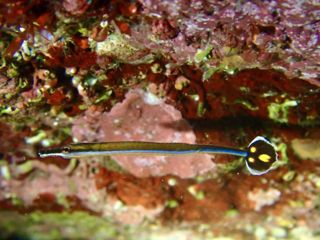 ノコギリヨウジ