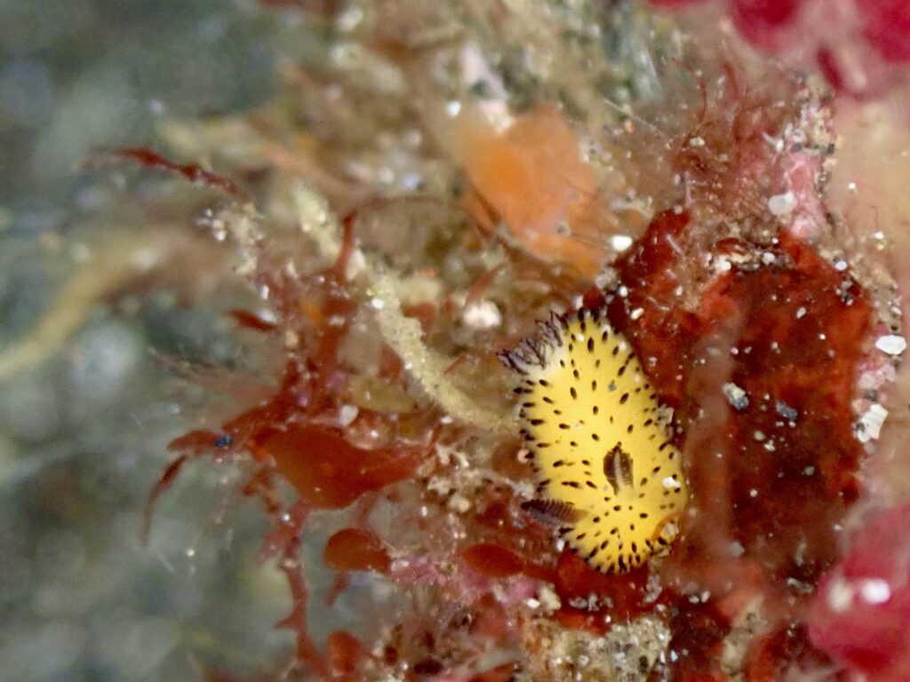 ゴマフビロードウミウシ