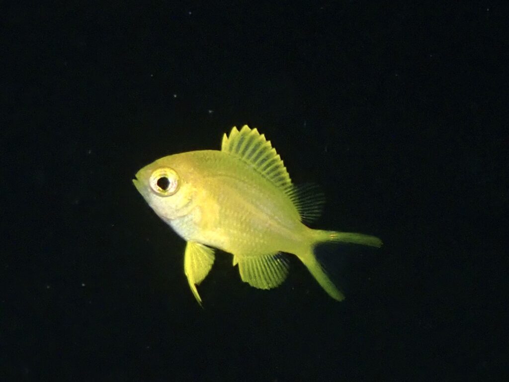 コガネスズメダイ