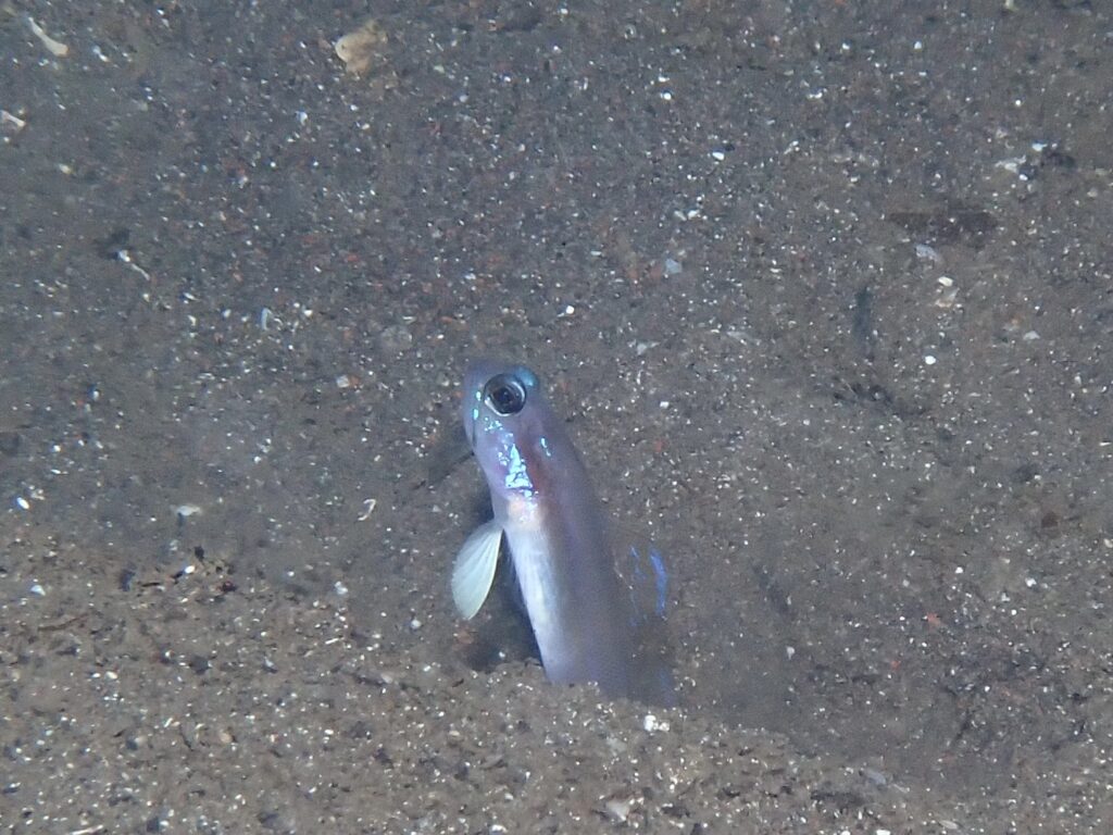 ミホノハゴロモハゼ