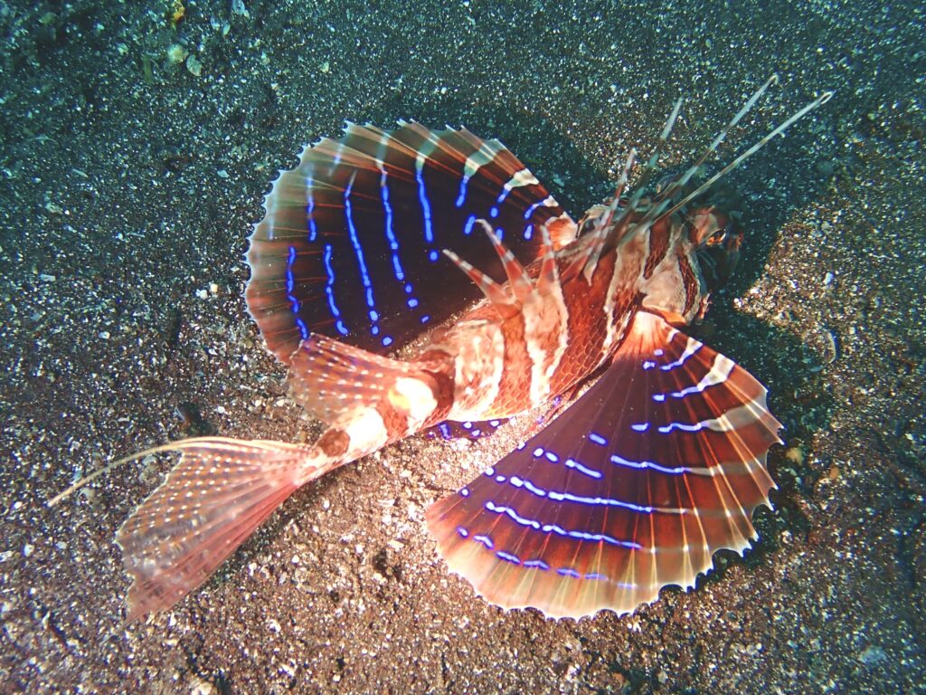 セトミノカサゴ