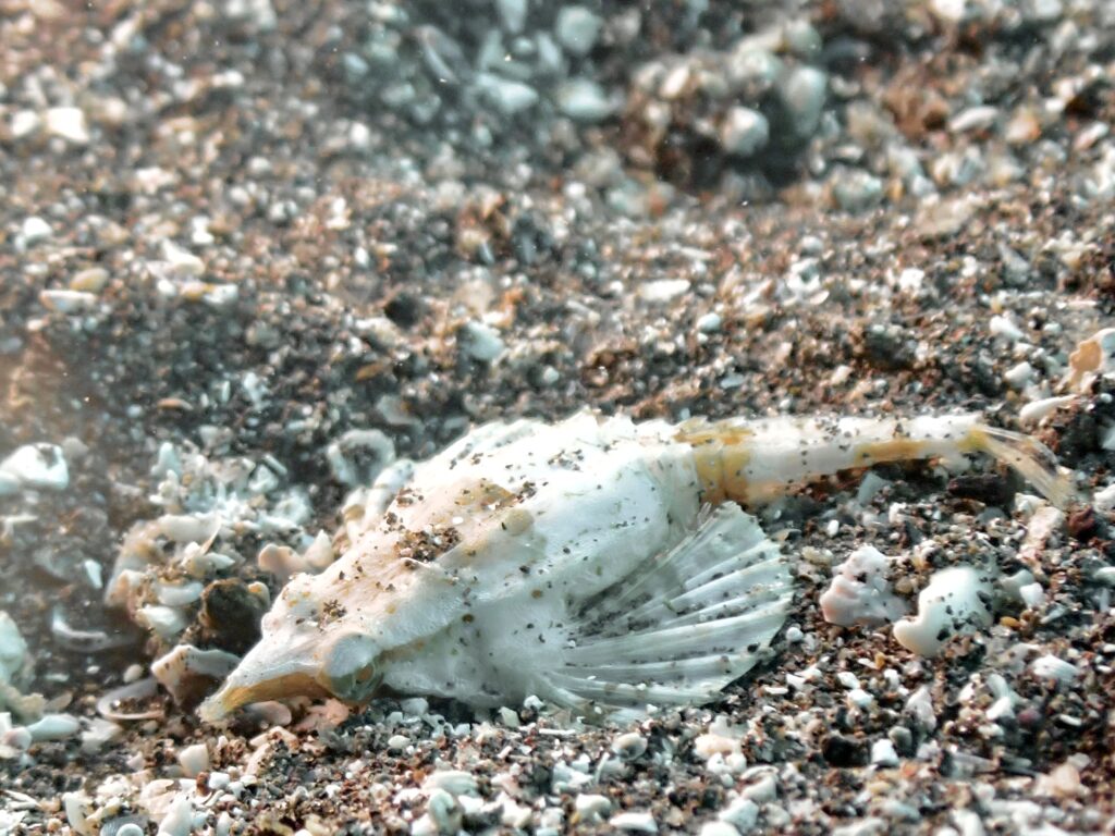 テングノオトシゴ