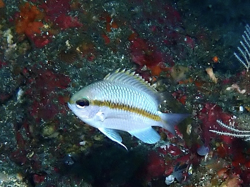 トウカイスズメダイ