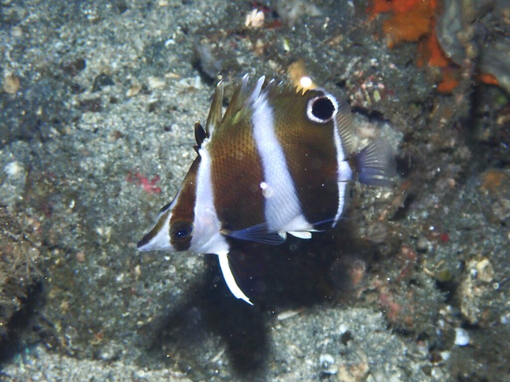 パンダゲンロクダイ