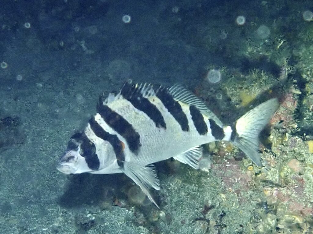 ユウダチタカノハ