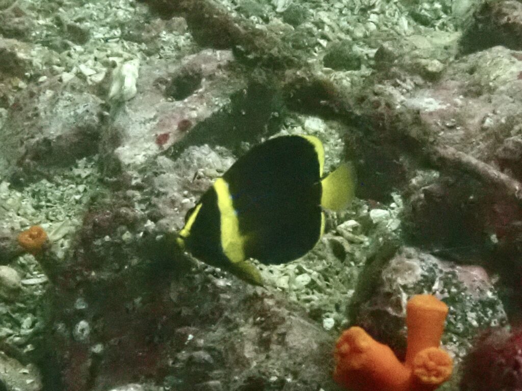 キンチャクダイ