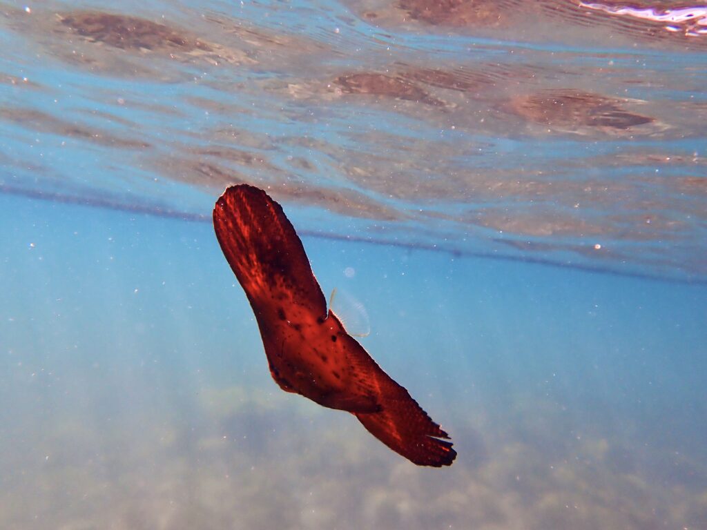 ナンヨウツバメウオ