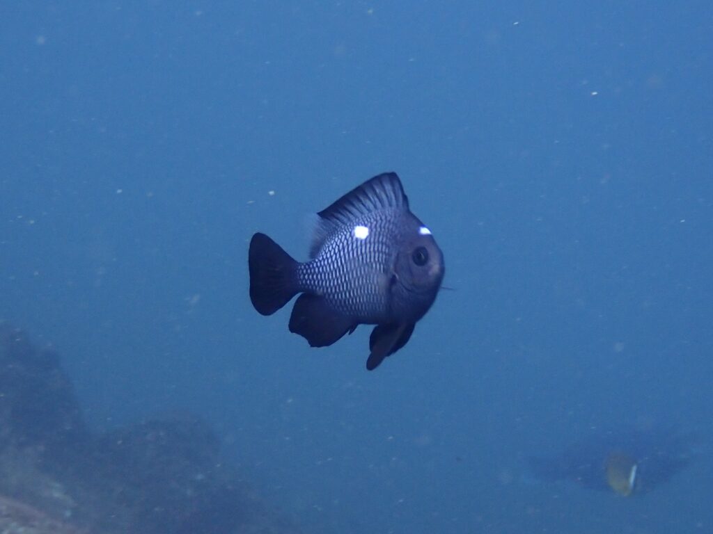 ミツボシクロスズメダイ