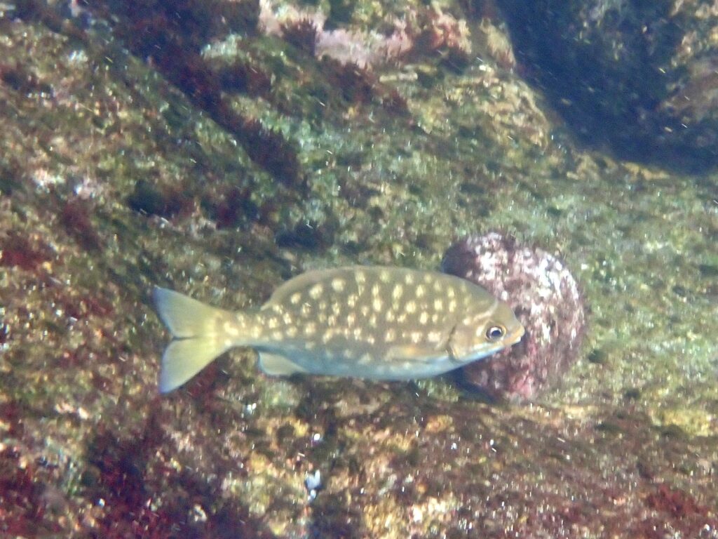 テンジクイサキ