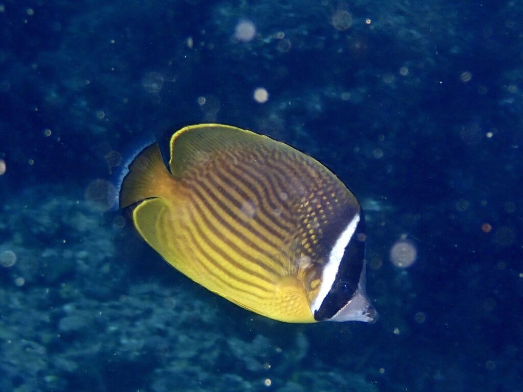 チョウチョウウオ