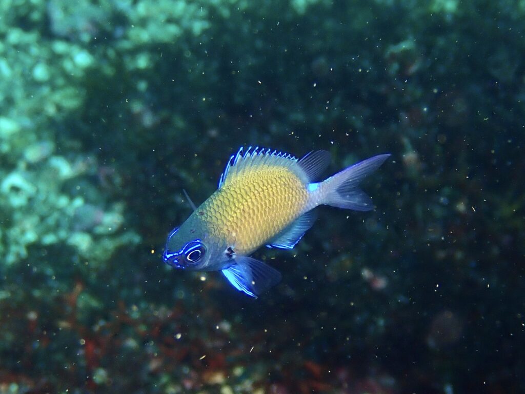 アマミスズメダイ