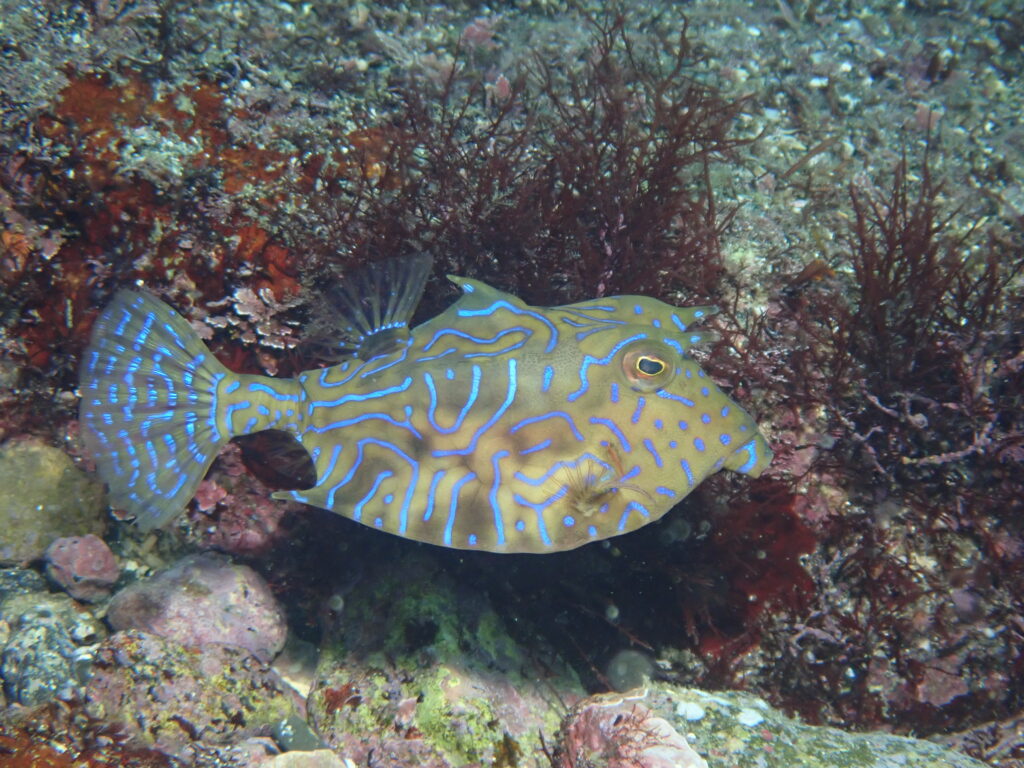 シマウミスズメ