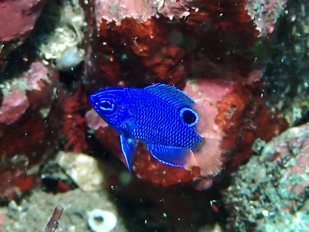 ナガサキスズメダイ