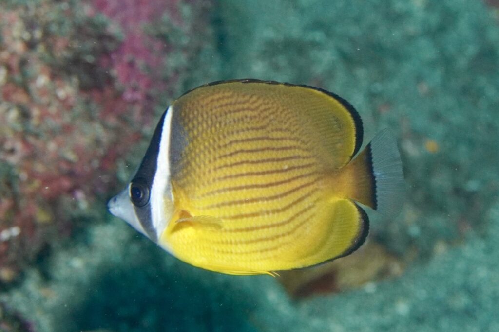 チョウチョウウオ