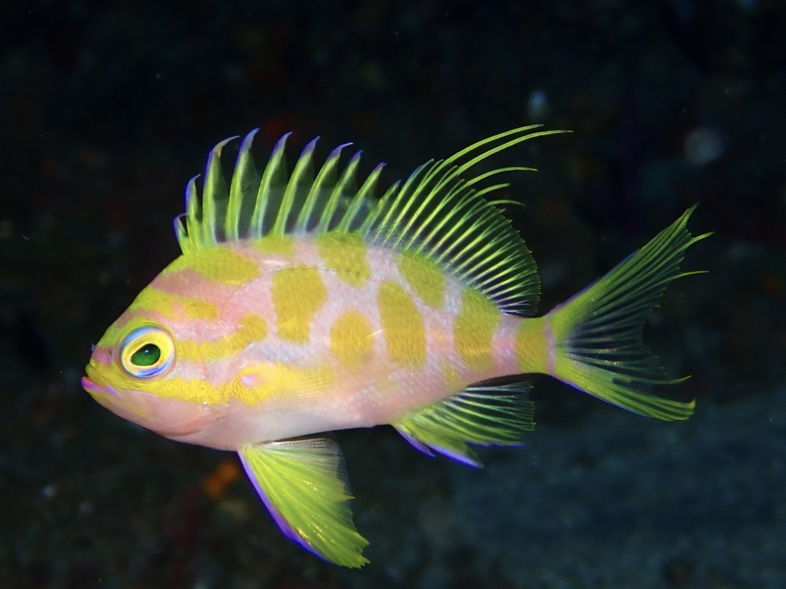 マダラハナダイ