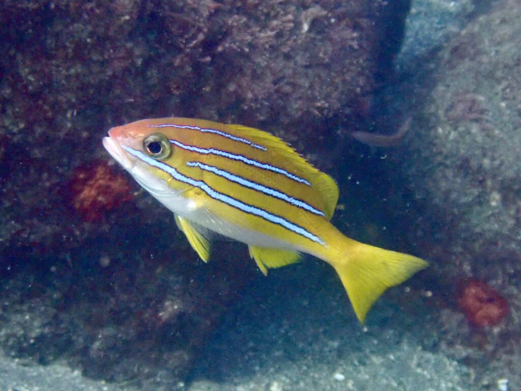 ベンガルフエダイ