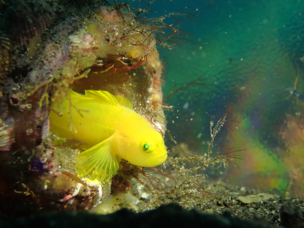 ミジンベニハゼ