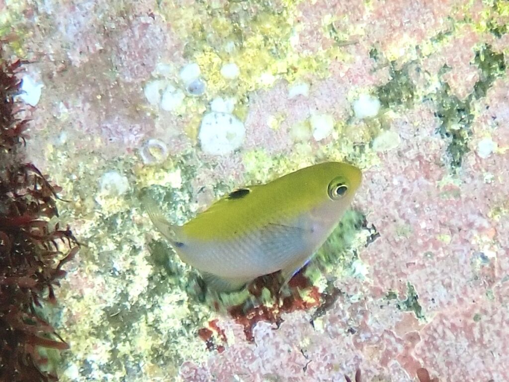 セダカスズメダイ