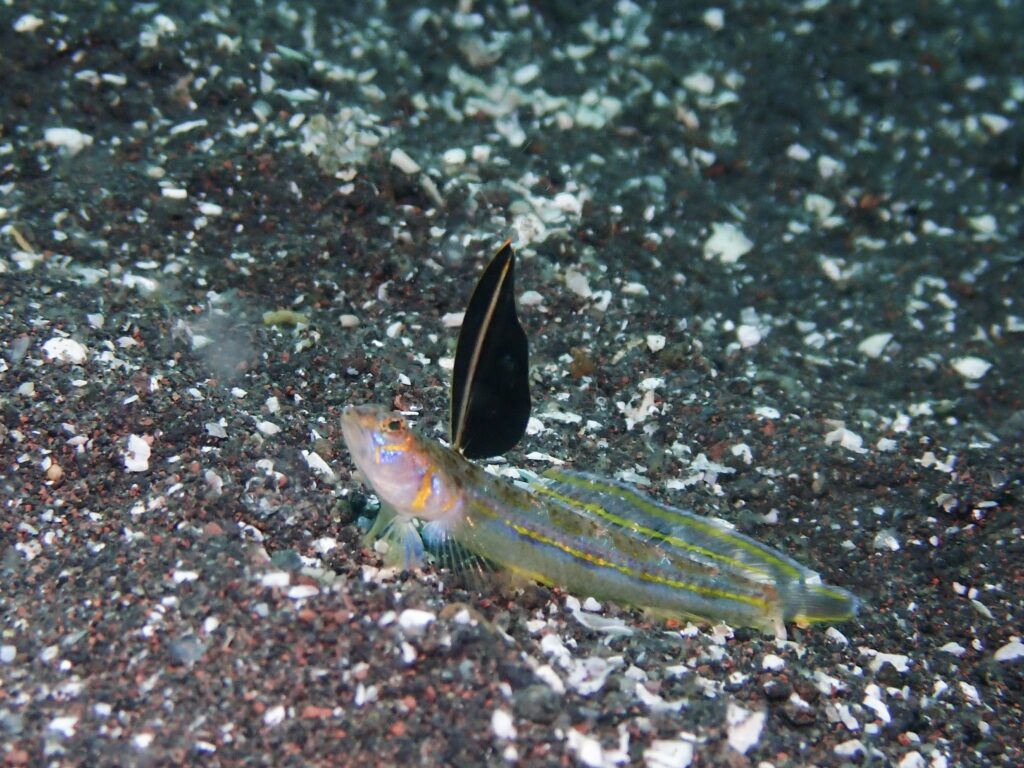 ウサギトラギス