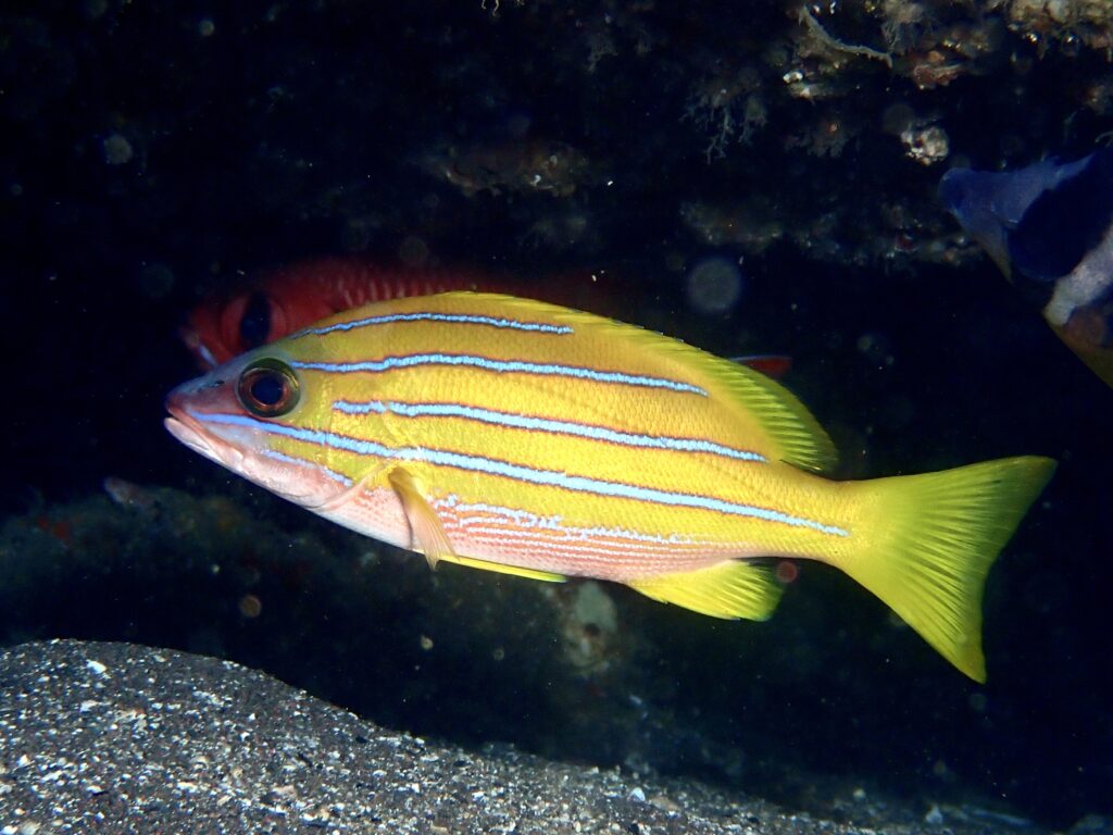 ヨスジフエダイ