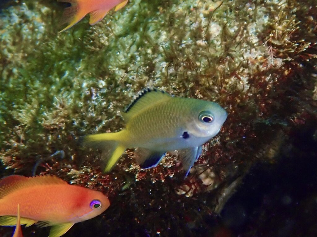 ナノハナスズメダイ