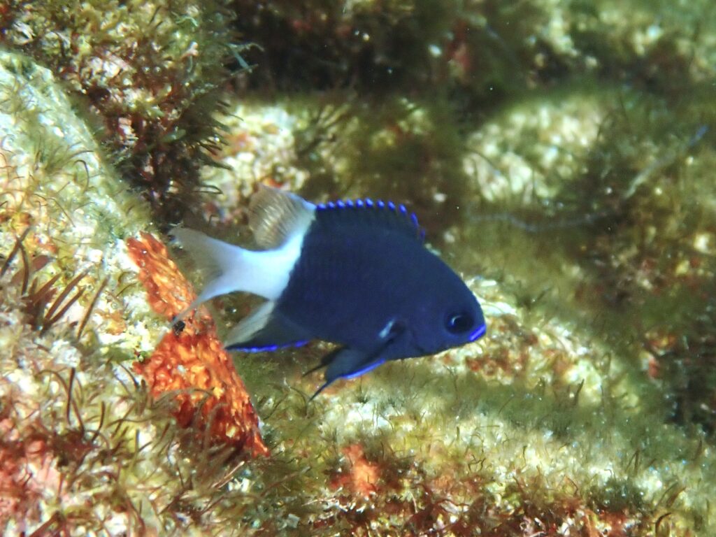 シコクスズメダイ