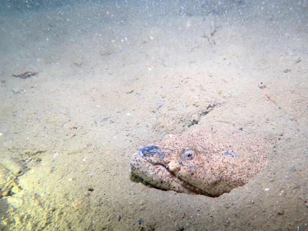 ムラサキウミヘビ