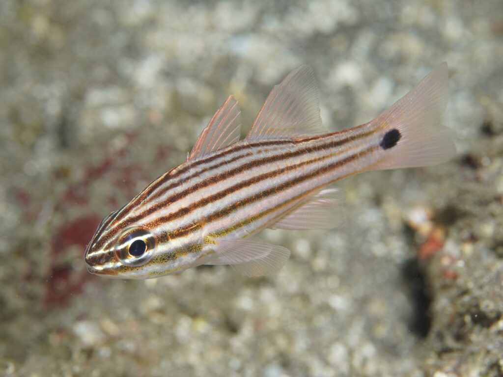 コスジイシモチ