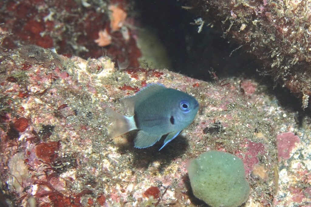 デルタスズメダイ