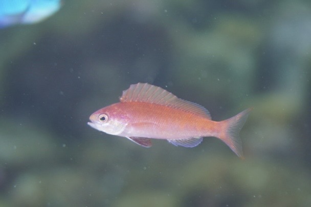 ホカケハナダイ