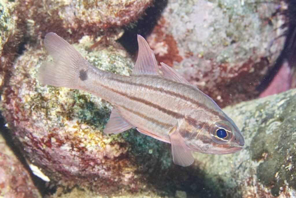 オオスジイシモチ