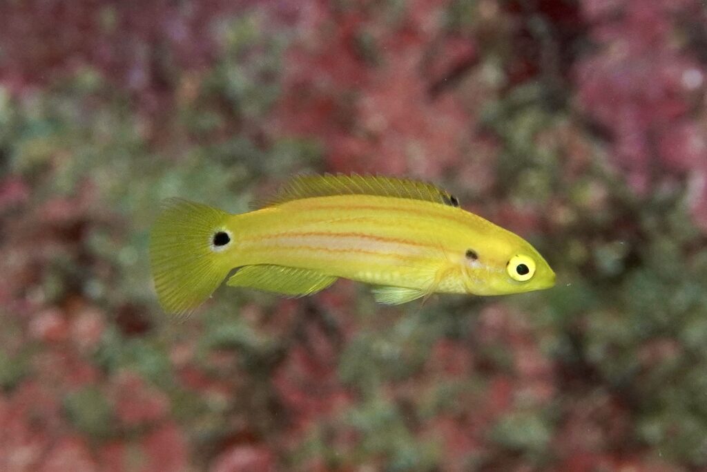 フタホシキツネベラ