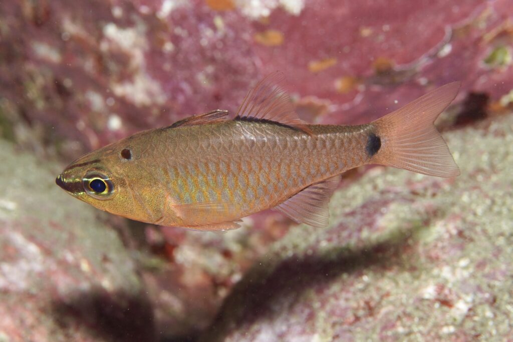 クロホシイシモチ