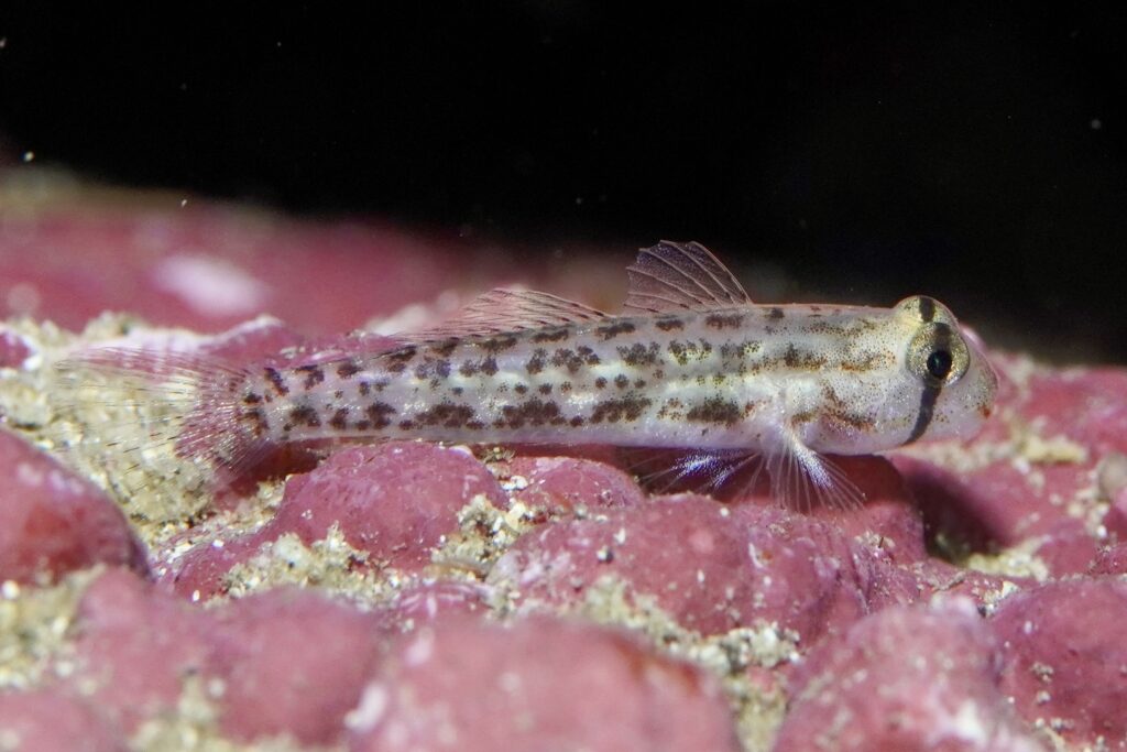 カタボシオオモンハゼ