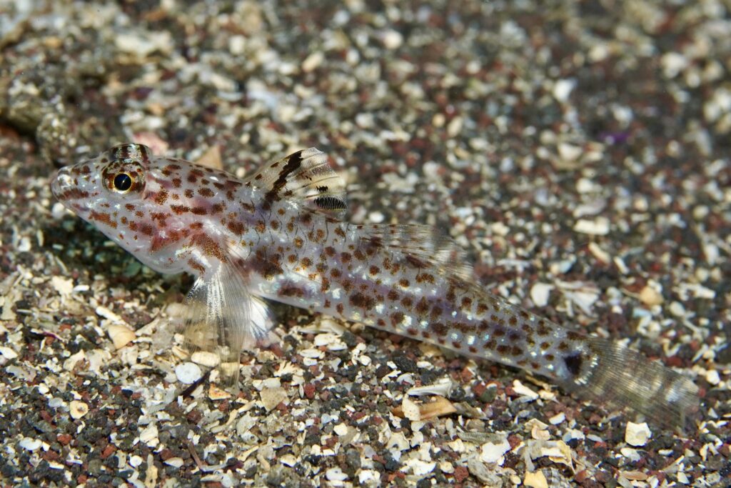 セホシサンカクハゼ