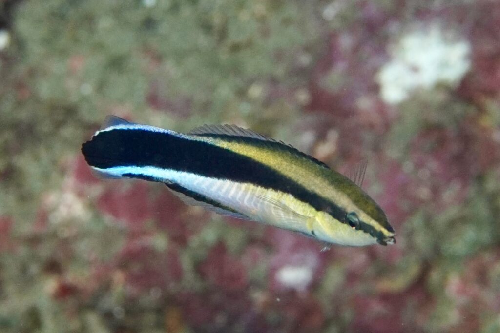 ホンソメワケベラ