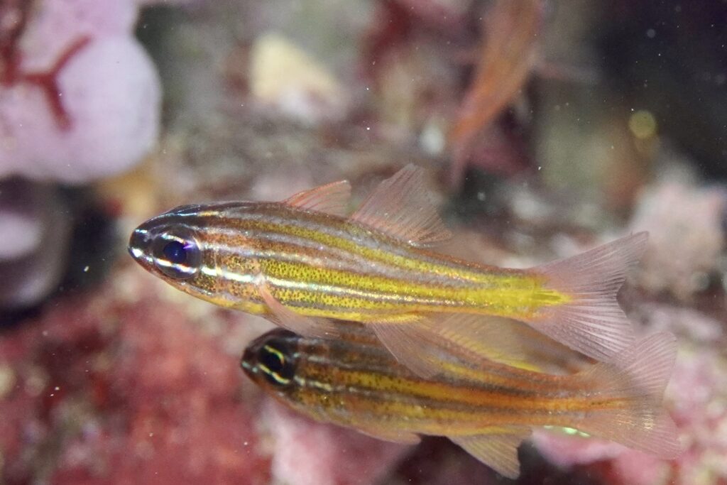 キンセンイシモチ