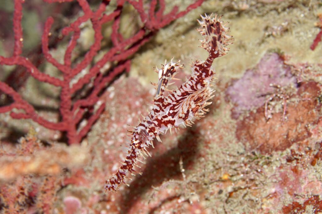 ニシキフウライウオ