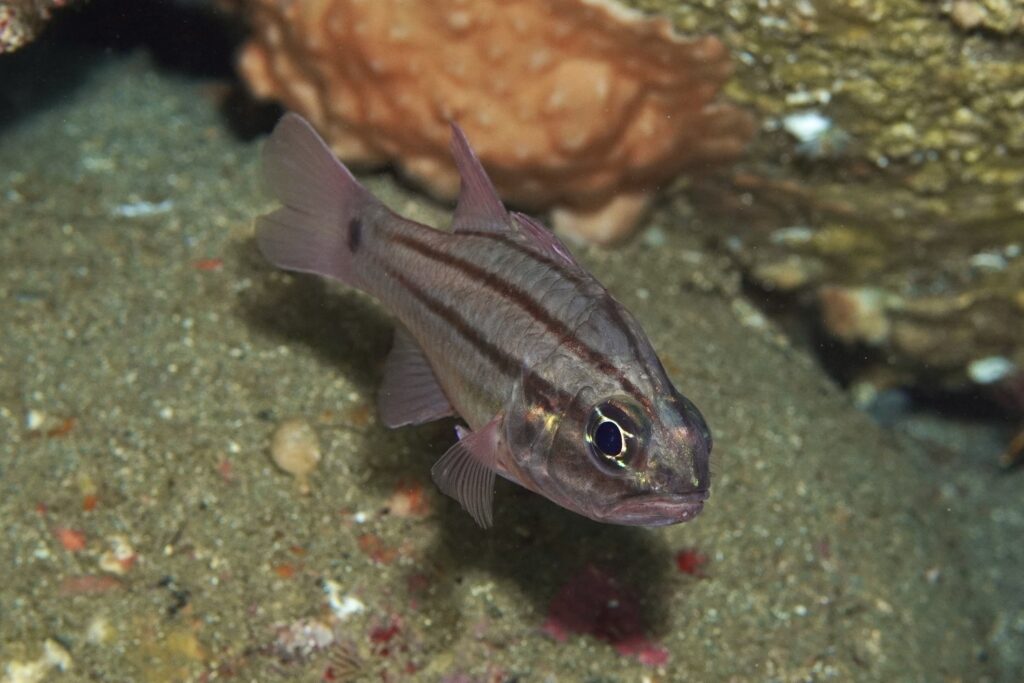 オオスジイシモチ