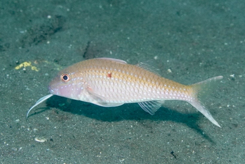 タカサゴヒメジ