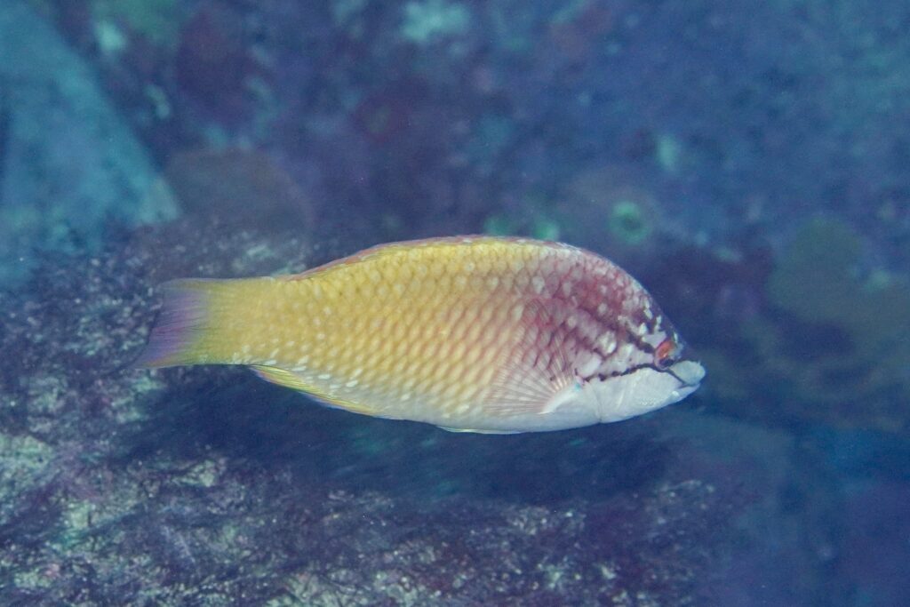 アカササノハベラ