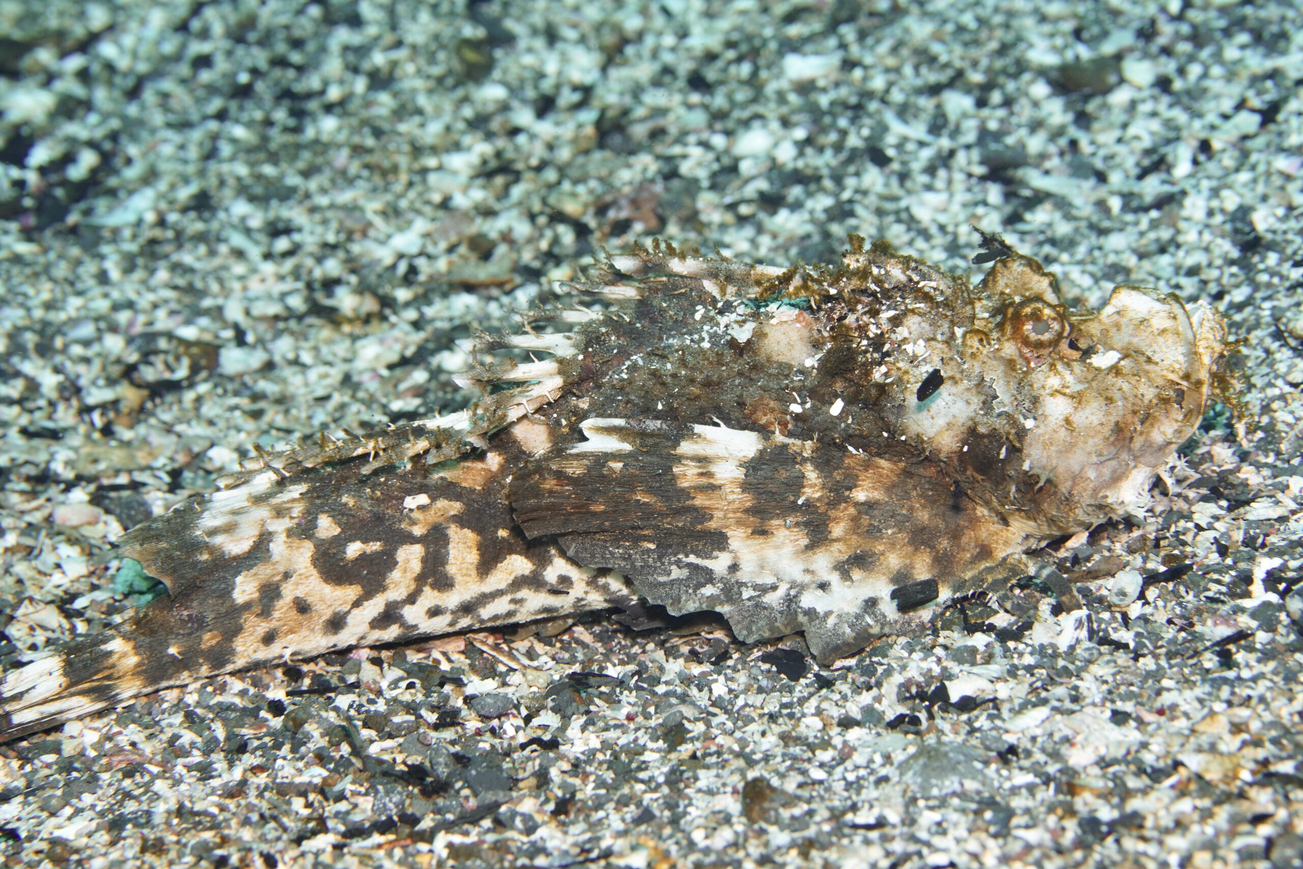 オニオコゼ | Izu Diving