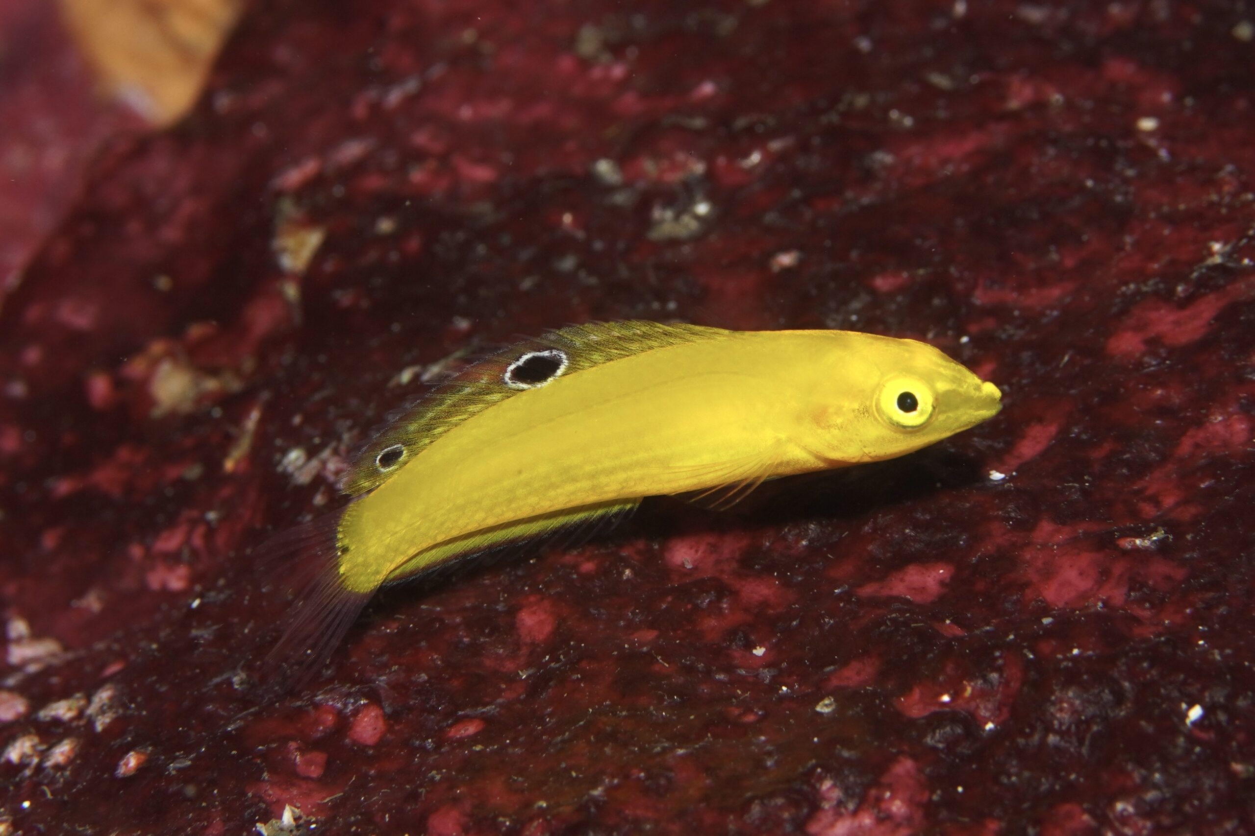 コガネキュウセン