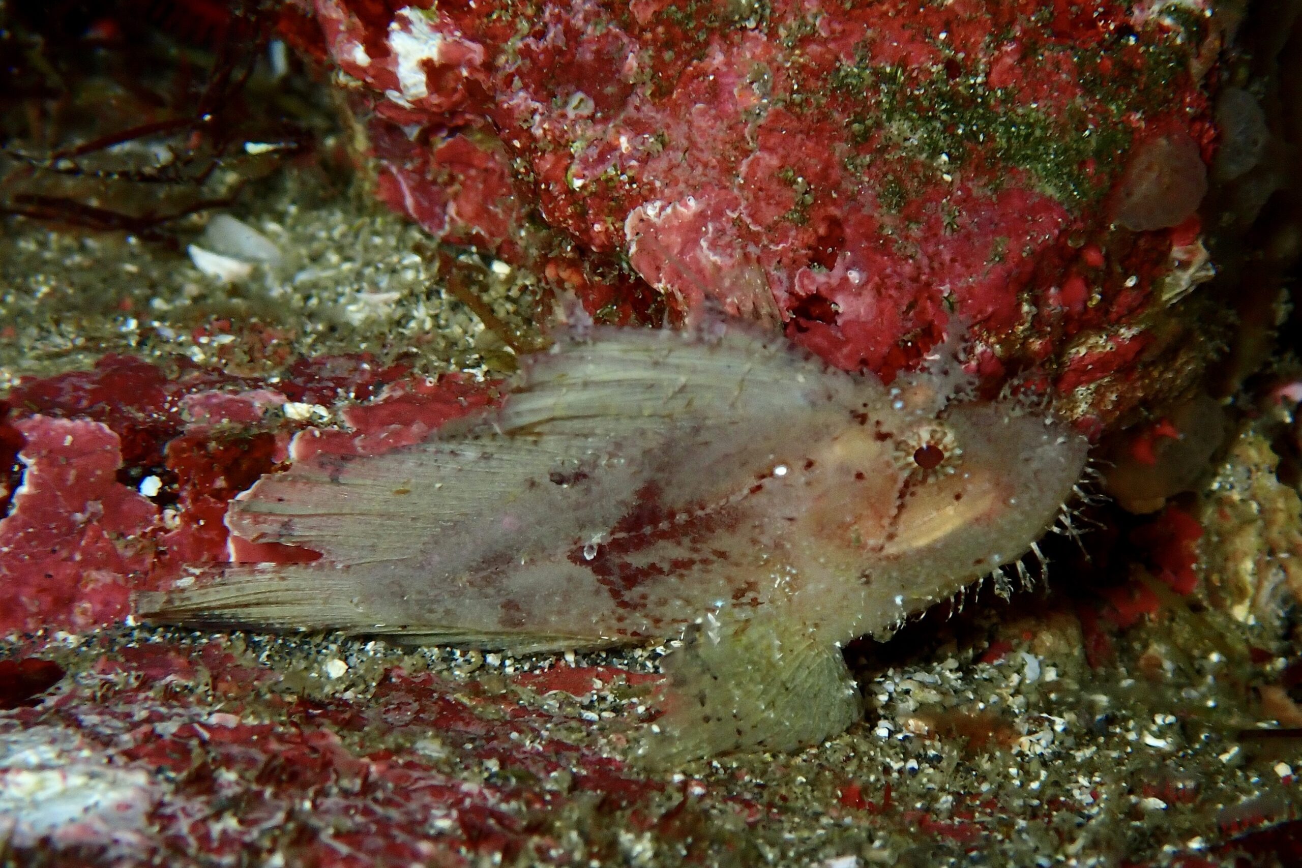 ハダカハオコゼ