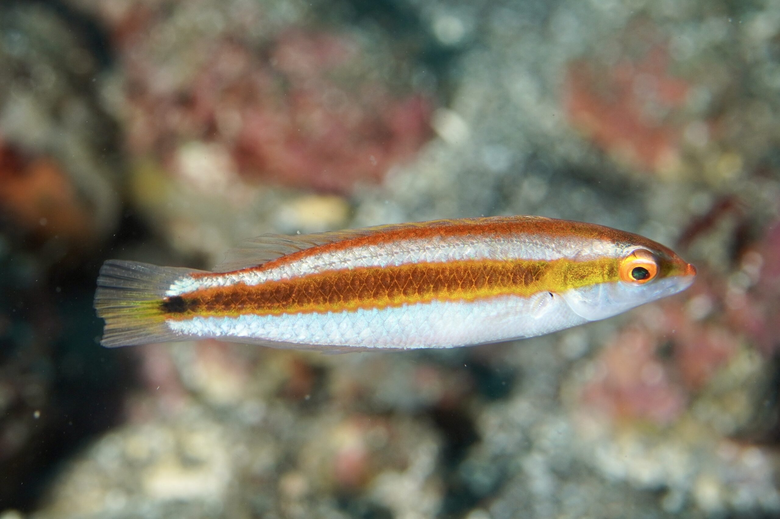 キスジキュウセン