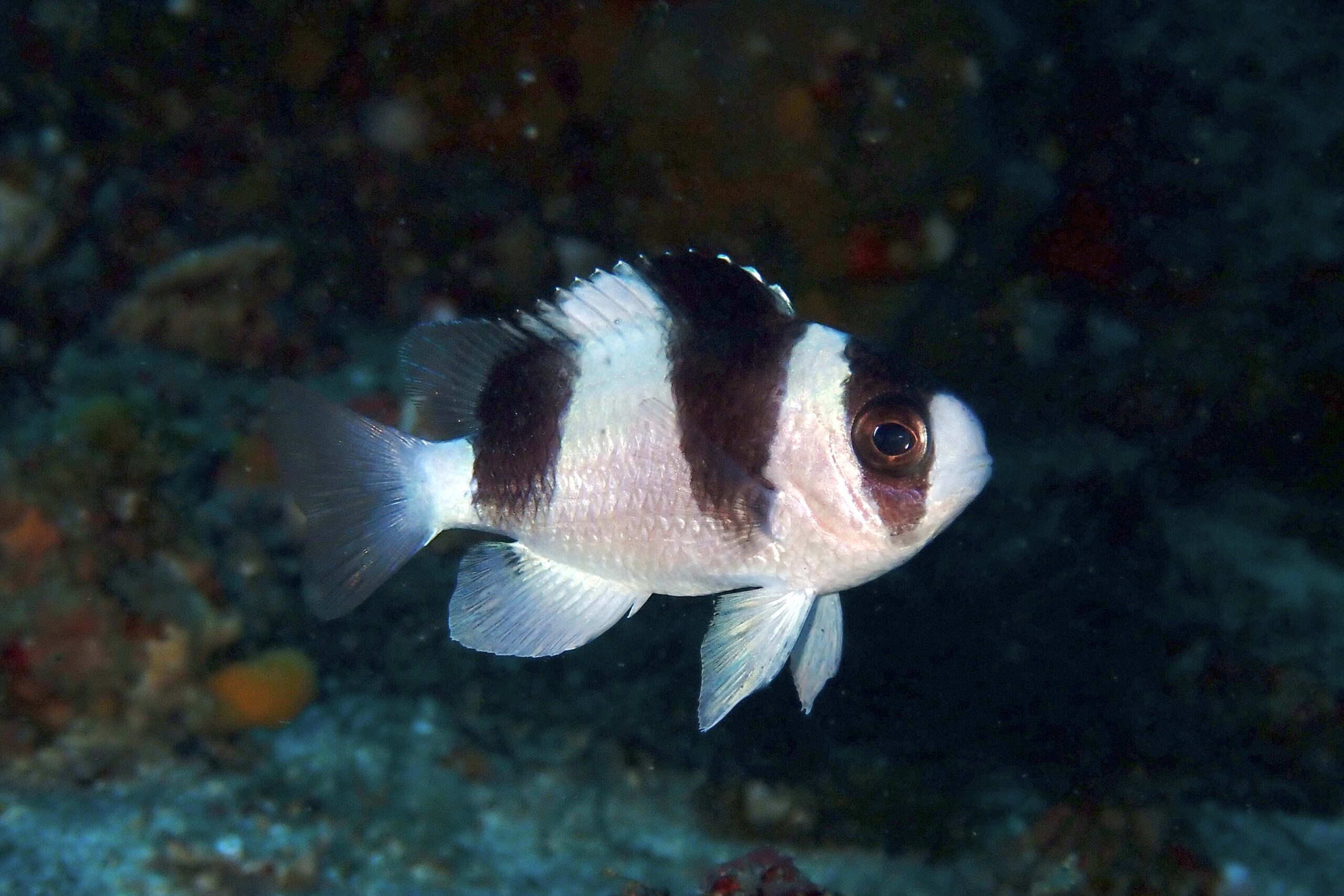 ミスジスズメダイ