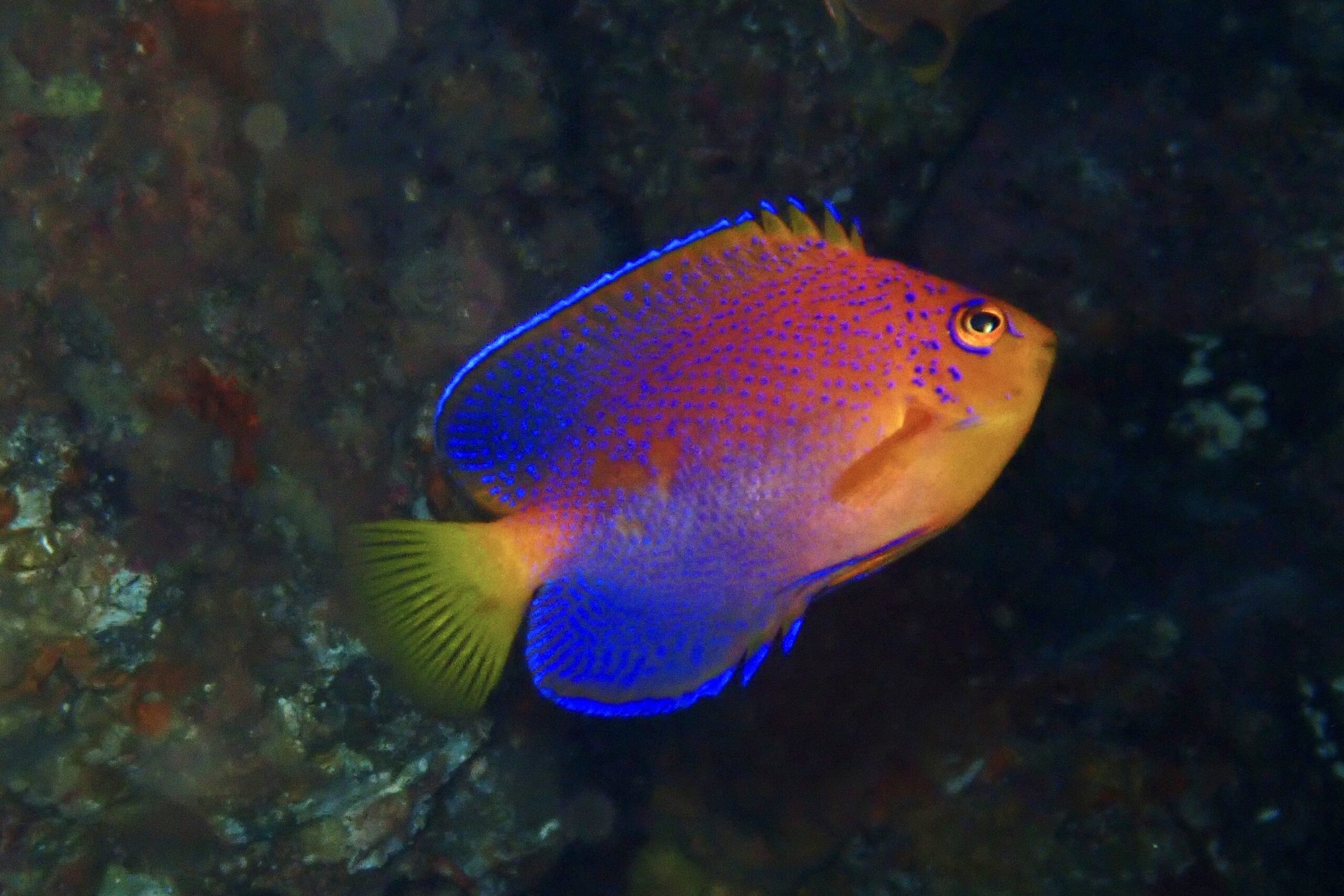 レンテンヤッコ