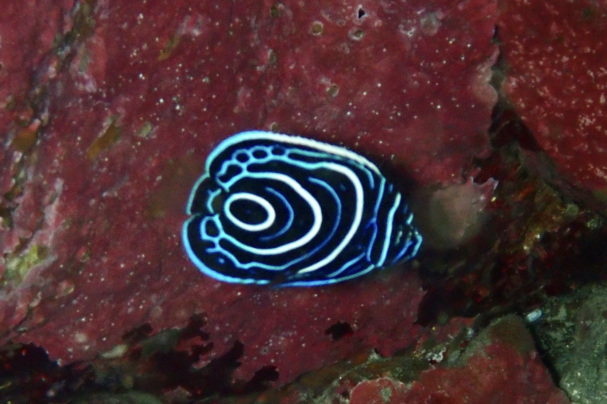 タテジマキンチャクダイ