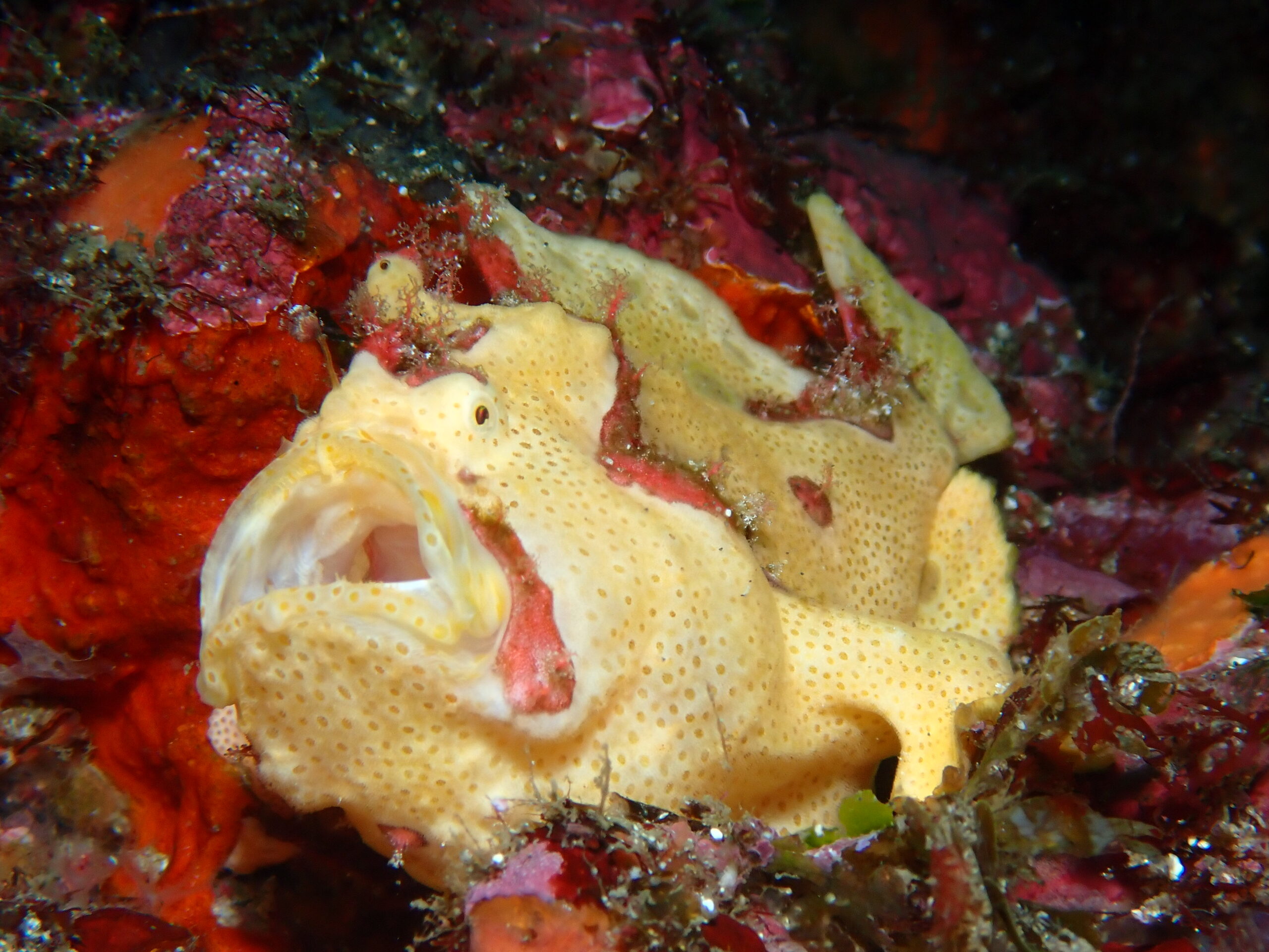 イロカエルアンコウ