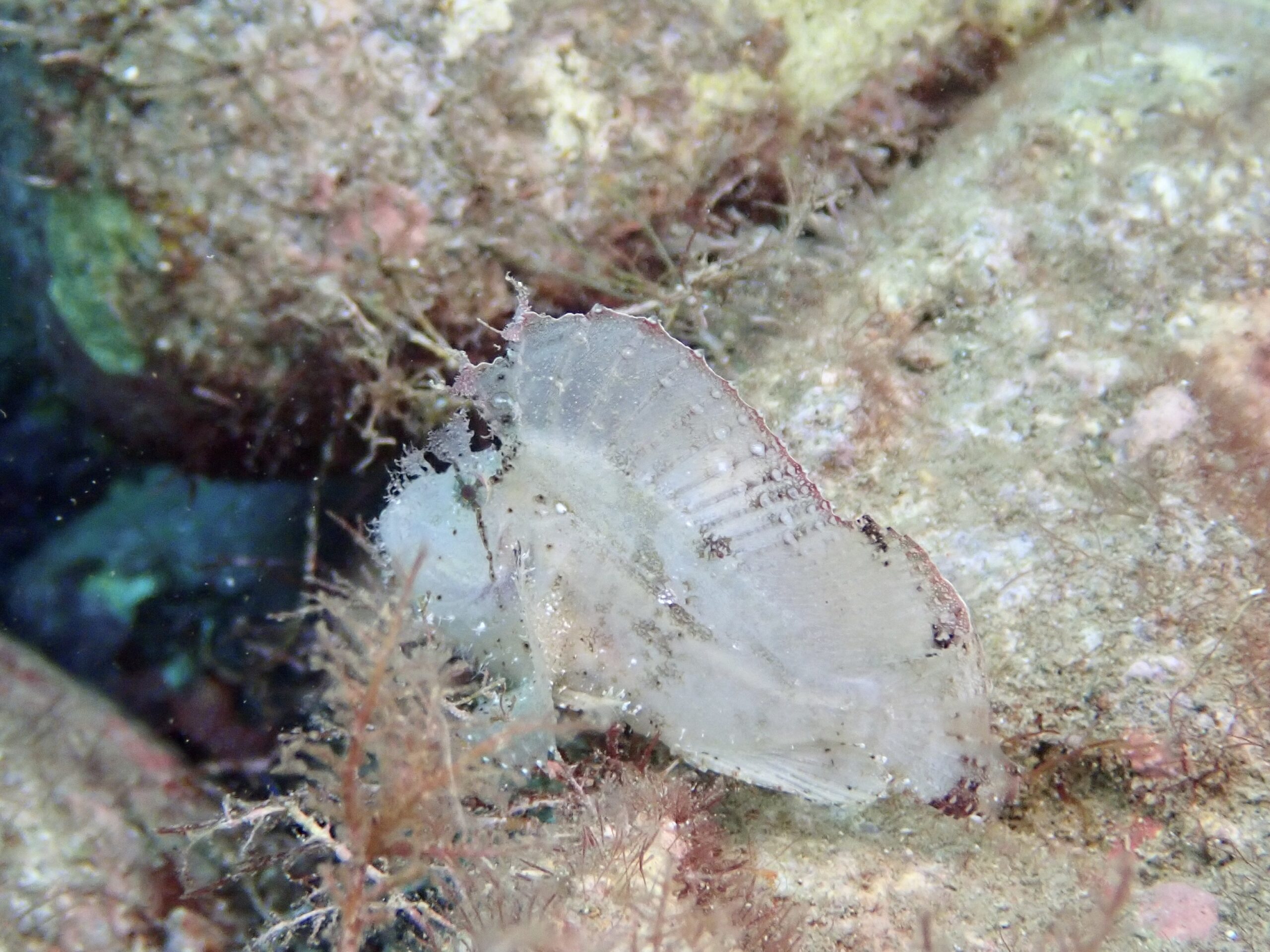 ハダカハオコゼ